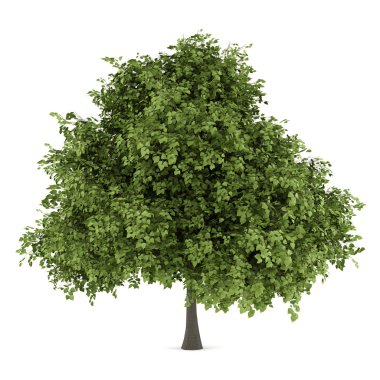 small-leaved lime tree isolated on white background clipart