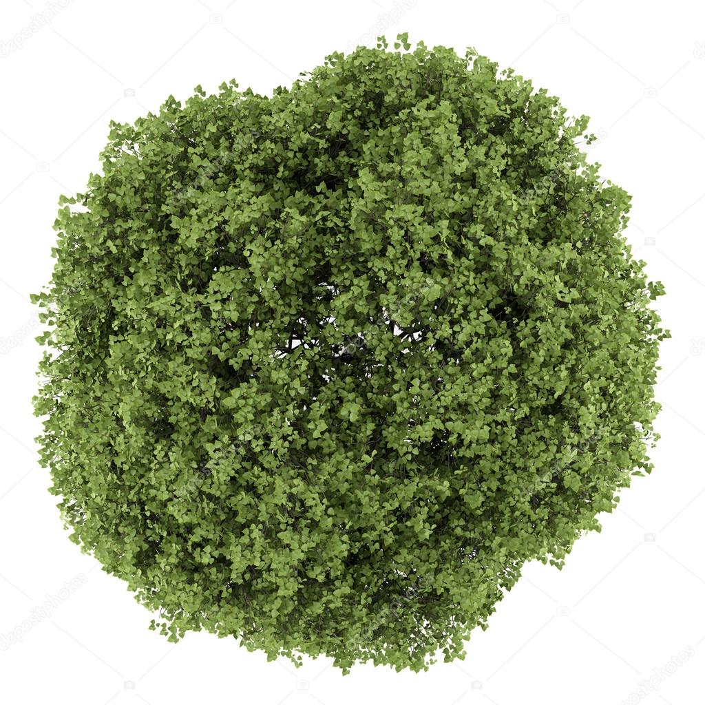 top view of small-leaved lime tree isolated on white background