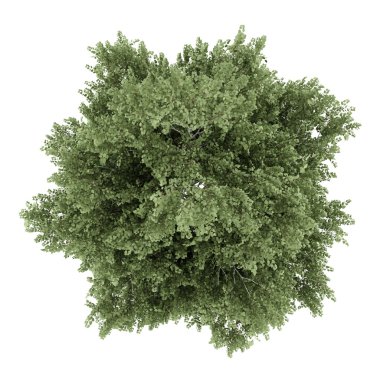 Beyaz arka plan üzerinde izole gümüş huş ağacı Üstten Görünüm