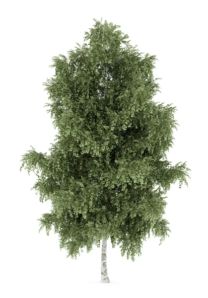 Ασημένια σημύδα δέντρο που απομονώνονται σε λευκό φόντο — Φωτογραφία Αρχείου