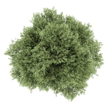 Beyaz arka plan üzerinde izole gümüş huş ağacı Üstten Görünüm