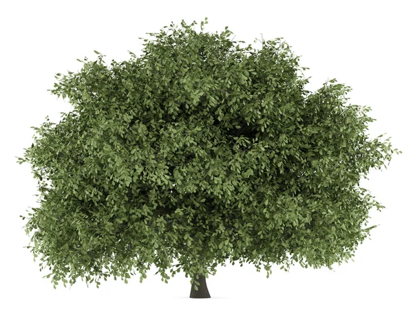 Англійське дубове дерево ізольовано на білому фоні — стокове фото