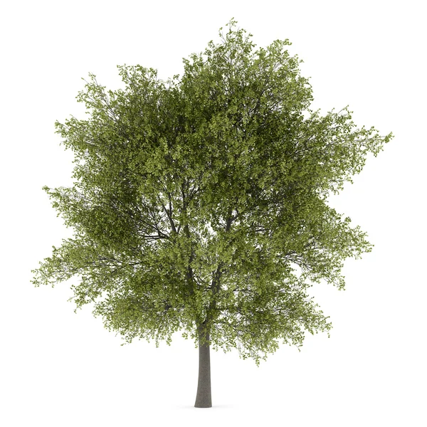 Beyaz arka plan üzerinde izole kavak ağacı — Stok fotoğraf