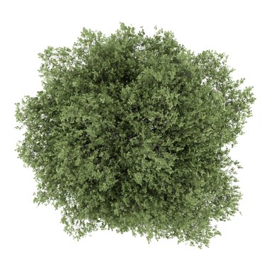 Beyaz arka plan üzerinde izole İngilizce meşe ağacının Üstten Görünüm