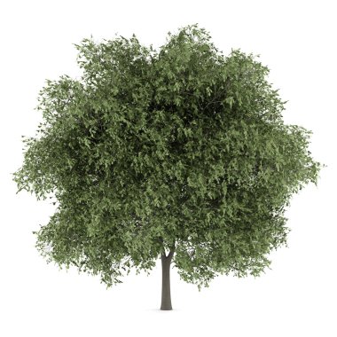 Beyaz arka plan üzerinde izole İngilizce meşe ağacı