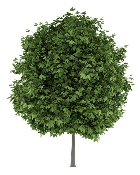 Rosskastanienbaum isoliert auf weißem Hintergrund — Stockfoto