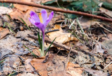 Bahar mor Çiğdem çiçek