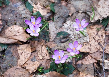 Bahar mor bitkisi çiçeği.