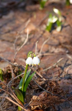 kardelen bahar ahşap eski yaprakları karşı,