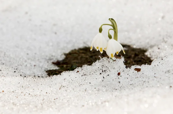 Snowdrops primer plano en la nieve —  Fotos de Stock