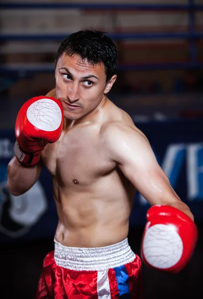 Action boxer gloves on in training attitude — Stock Photo, Image