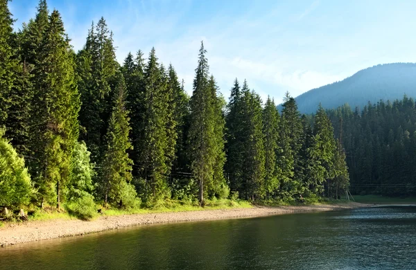 Mysterious Sinevir lake among fir trees. Carpathians. Ukraine — Stock Photo, Image