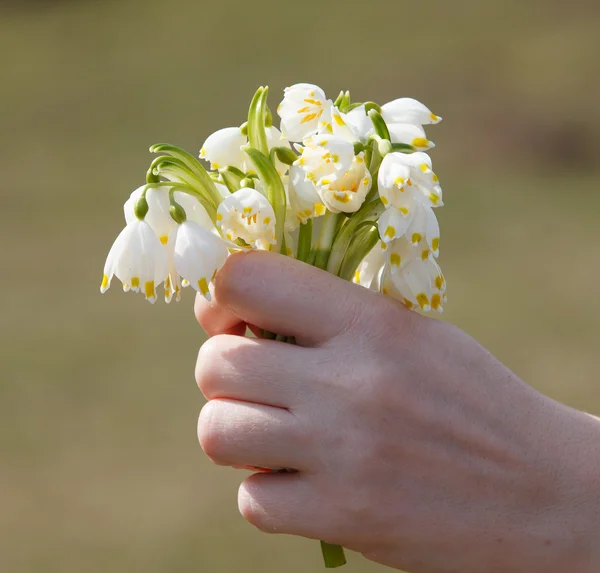 Snowdrops in arms — Stock Photo, Image