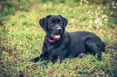 Labrador geri almak