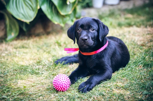 Siyah labrador — Stok fotoğraf