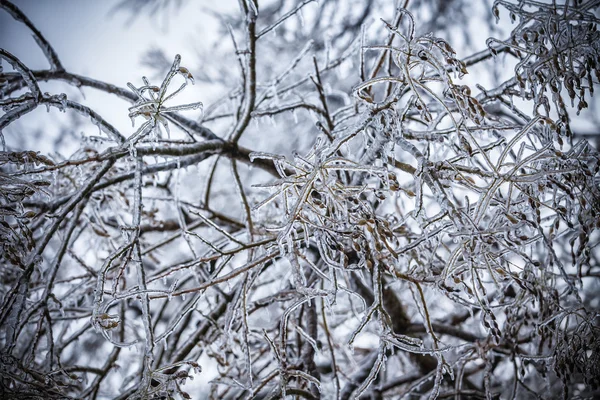 Frosty strom větev v zimě — Stock fotografie