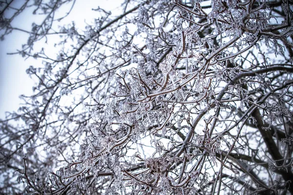 Frosty strom větev v zimě — Stock fotografie