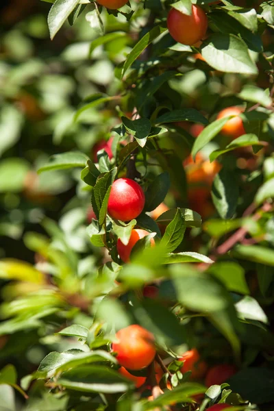 Cherry-plum tree — Stock Photo, Image
