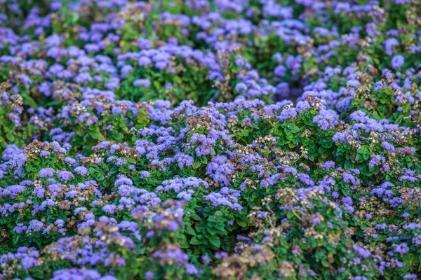 Tło niebieskie kwiaty — Zdjęcie stockowe