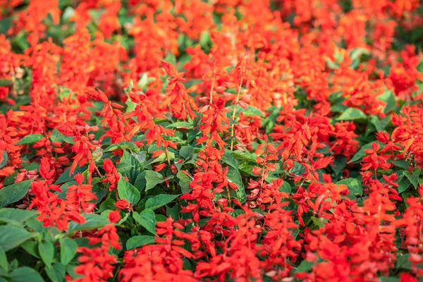 Tło czerwone kwiaty — Zdjęcie stockowe