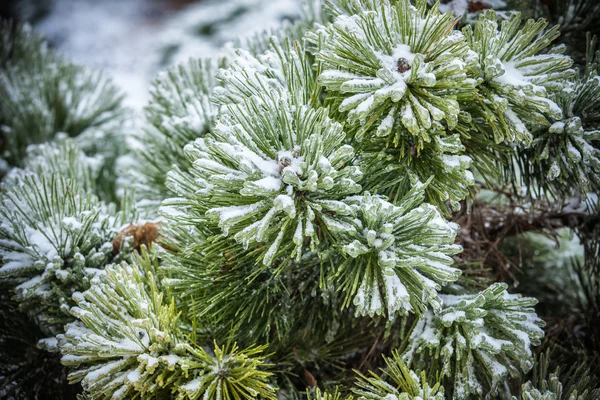 Pine grenar täckta med is — Stockfoto