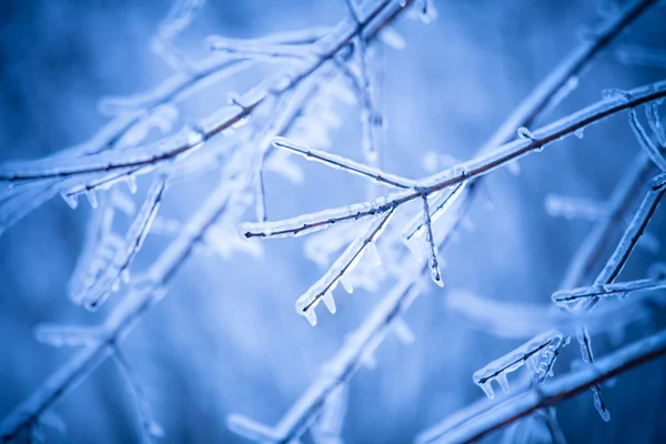 Frosty tree branch — Stock Photo, Image