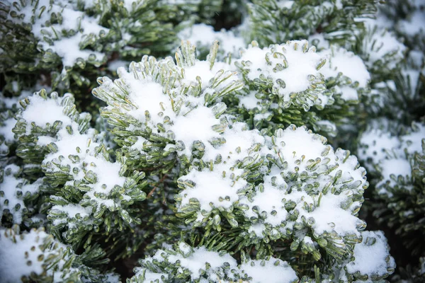 Pine branches covered with ice — Stock Photo, Image