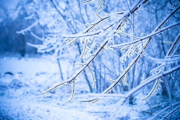 Frosty strom větev — Stock fotografie