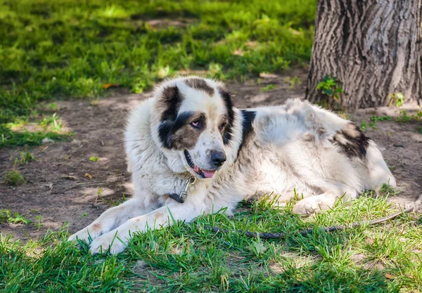 Ein liegender alter Hund — Stockfoto