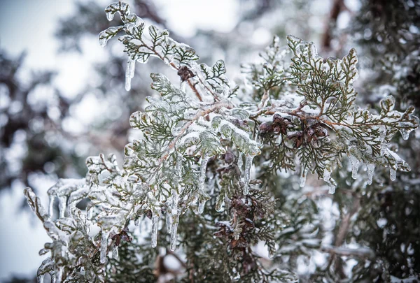 Gałęzi sosny pokryte lodem — Zdjęcie stockowe