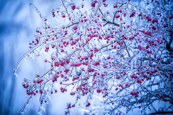 Pinggul beku — Stok Foto