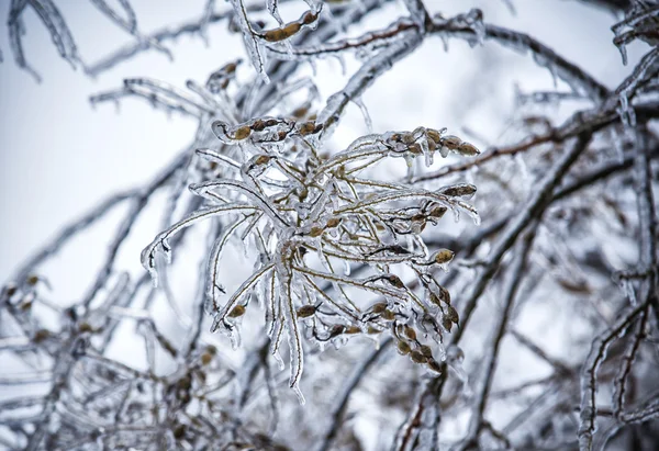Zimą gałąź mroźnego drzewa — Zdjęcie stockowe