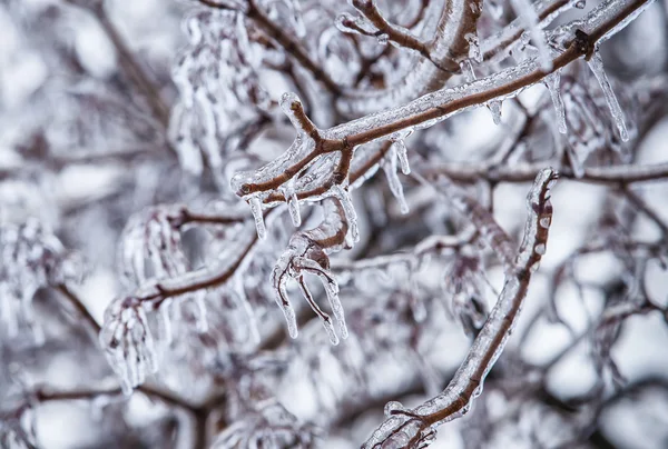 Zimą gałąź mroźnego drzewa — Zdjęcie stockowe