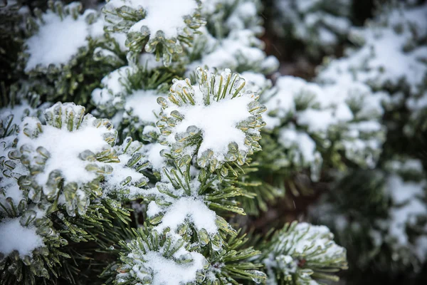 Pine branches covered with ice — Stock Photo, Image