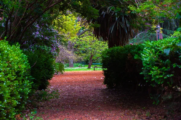 Arco Bush Nel Parco — Foto Stock