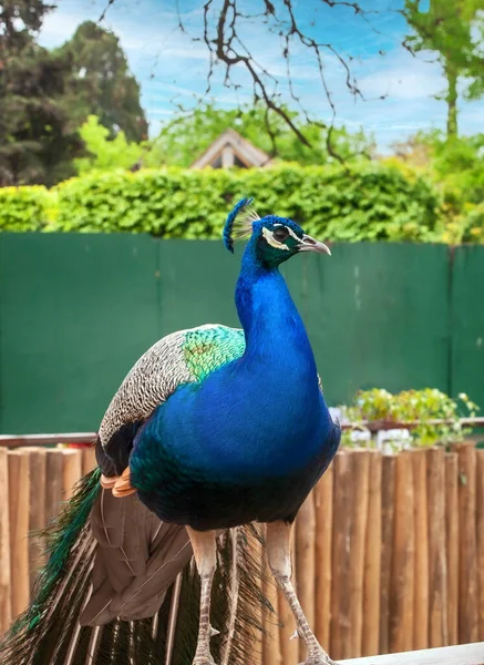 Peacock Eco Park Close Portrait — Stock Photo, Image