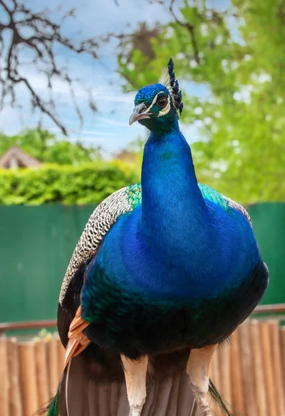 Peacock Eco Park Close Portrait — Stock Photo, Image