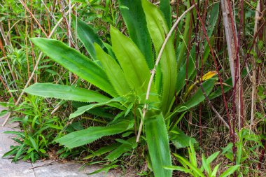 Agave Americana parkta.