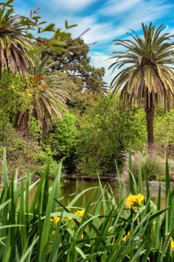Göl manzarası, palmiye ağaçları, egzotik çalılar.