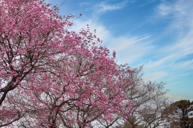 Açık mavi gökyüzü fotoğrafının altında kiraz çiçeği ağacı.