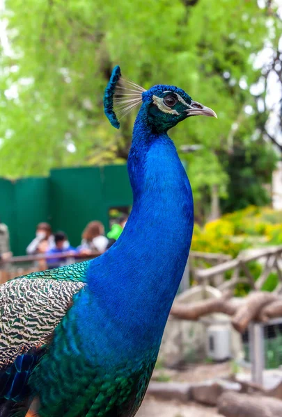 peacock in the eco park close up Portrait