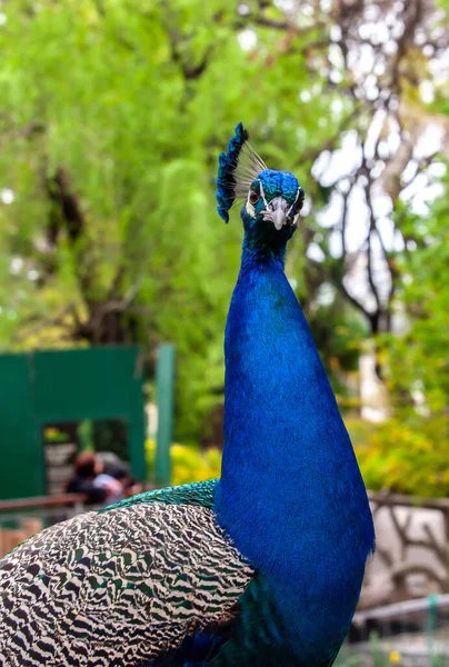 Peacock Eco Park Close Portrait — Stock Photo, Image