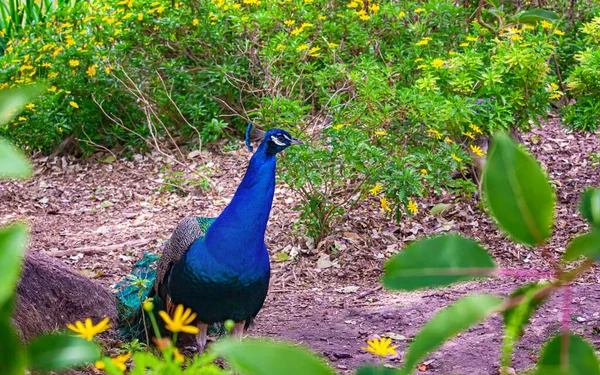 Peacock Eco Park Close Portrait — Stock Photo, Image