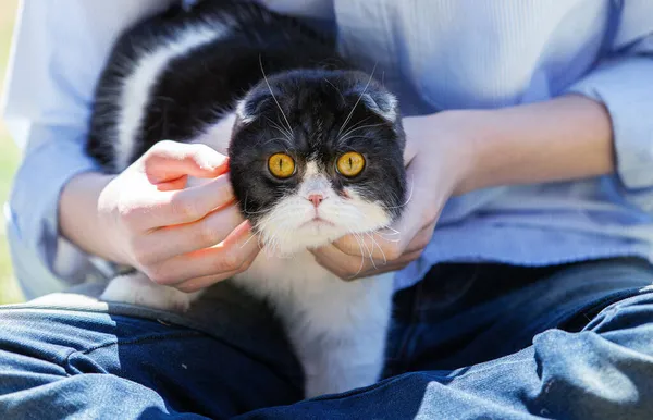 Porträt Einer Katze Seinen Armen — Stockfoto
