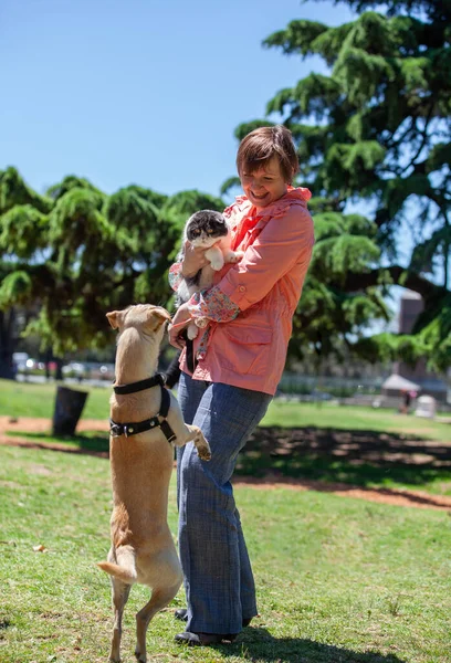 好奇心旺盛な犬が飼い主の腕の中で猫に手を出そうとする — ストック写真