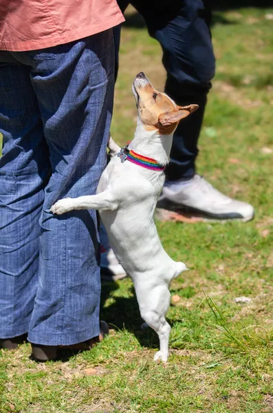 Cane Curioso Cerca Raggiungere Gatto Tra Braccia Del Proprietario — Foto Stock