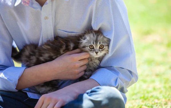 Ritratto Gatto Tra Braccia — Foto Stock