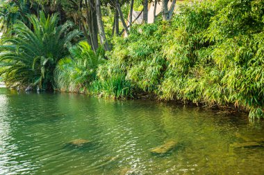 Yaz parkında göl. Arkaplan