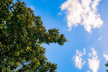 Parktaki egzotik ağaçların dalları