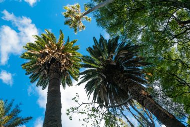 Parkta egzotik palmiye ağaçları